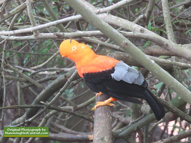 Gallito de roca - Cock of the rock - Rupicola peruvianus